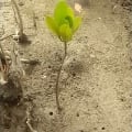 White Mangrove