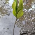 Mangrove Blanche