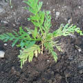 Grevillea