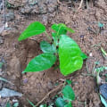 Cacao