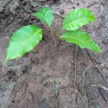 Caoba