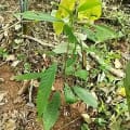 Cacao