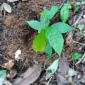 Cacao
