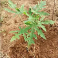 Papaya