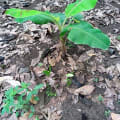 Banane