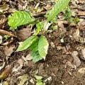 Cacao