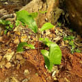 Cacao