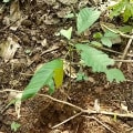 Cacao