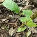 Cacao