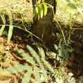 Leucaena