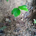 Jackfruit