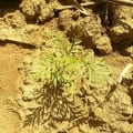 Grevillea