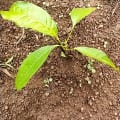 African Mahogany