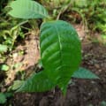 Cacaotier