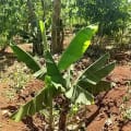 Banane