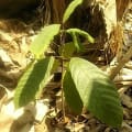 Cacao