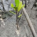 White Mangrove