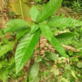 Cioccolello