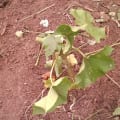 Barbados Nut