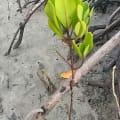 Mangrovia Bianca