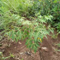 Neem