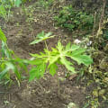 Papaya