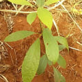 Aguacate
