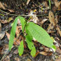 Martree