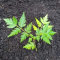 Neem
