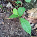 Cacao