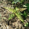 Grevillea