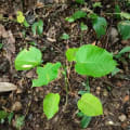 Albero Dinamite