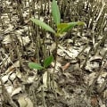 Schwarze Mangrove