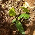 Cacao