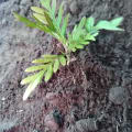 Grevillea