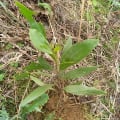 Acacia Mangium