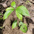 Cacao