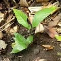 Cacao