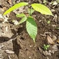 Cacao