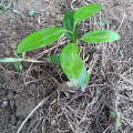 Cinnamon
