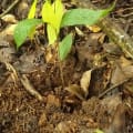 Cacao