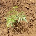 Neem