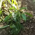 Beccy`s Klein-Plantage