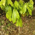 Cacao