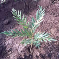 Grevillea