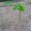 Papaya