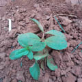 Guava