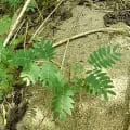 Leucaena