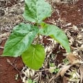 Jimmy Tamarillo