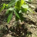 Cacao
